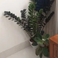 گل زانفولیا بلک