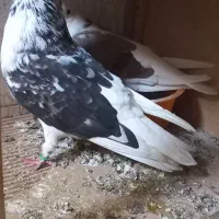 کفتر