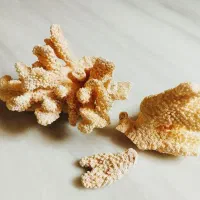 صدف بزرگ وزیبا|ماهی|سرپل ذهاب, |دیوار