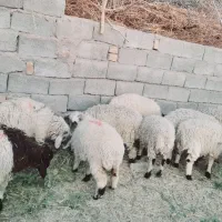 چاق پرواری سرحدی|حیوانات مزرعه|جیرفت, |دیوار