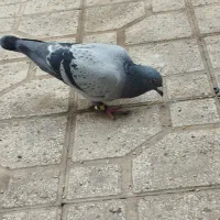 کفتر سبز نر