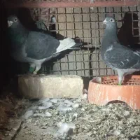 کبوتره جان آردن