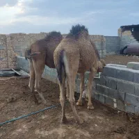 شتر فروشی|حیوانات مزرعه|آران و بیدگل, |دیوار