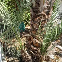 پاجوش کبکاب|گل و گیاه طبیعی|برازجان, |دیوار