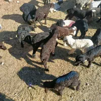 بره شیری افشاری