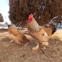 تخم نطفه دار برهما گلد