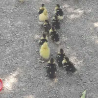 جوجه اردک اسرائیلی