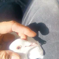 کفتر سار ماده سبزنر و جوجه ساده وپولک|پرنده|قلندر آباد, |دیوار