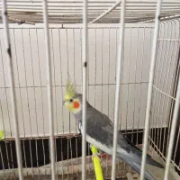 پرنده عروس