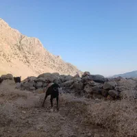 سگ گله ای