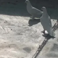 کبوتر لوطی|پرنده|تبریز, |دیوار