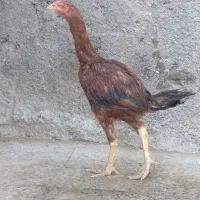 یک جفت مرغ خروس لاری|حیوانات مزرعه|رزن, |دیوار