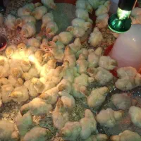 جوجه بوقلمون