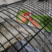 طوطی برزیلی