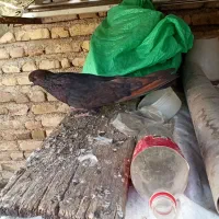 کبوتر سرور|پرنده|ارومیه, |دیوار