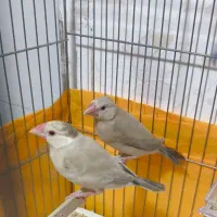 فنچ نرگسی رنگ شکلاتی