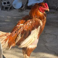 خروس لاری|حیوانات مزرعه|آبپخش, |دیوار