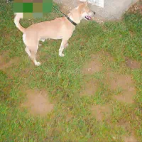 سگ زیبا و جذاب واکسن زده