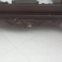 بوفه توافقی|بوفه، ویترین، کنسول|گرگان, |دیوار