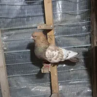 چنتاکفتررنگه فروشی