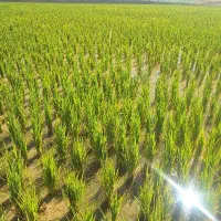 فروش-زمین