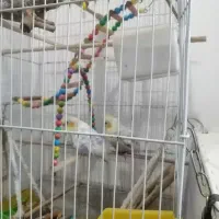 قفس بزرگ به همراه عروس هلندی جفت|پرنده|مشهد, جاهد شهر|دیوار