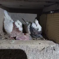 چهارجفت همراه جوجه|پرنده|بیجار, |دیوار