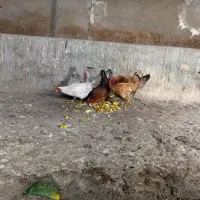 مرغ تخم گذار