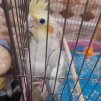 عروس هلندی|پرنده|شیراز, دباغ خانه|دیوار