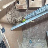 حیوانات و لوازم|پرنده|رستمکلا, |دیوار