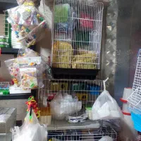 قفس کبوتری