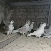 کبوتر کله برر|پرنده|نهاوند, |دیوار