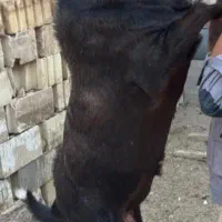 چپش اصیل سانن