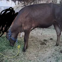 گوساله ماده