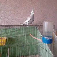 یک عدد عروس هلندی نر۸ماهه ایزابلا کاملادستی وسخنگو|پرنده|مشهد, موعود|دیوار