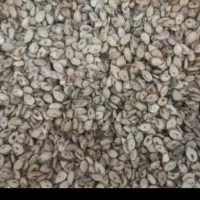 تخمه بوداده هندوانه خالدار وافتاب تازه