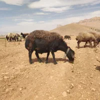 یه جفت میش قزل افشار