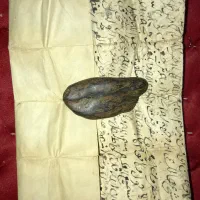 مهره هبهاب موکلدار|صنایع دستی و سایر لوازم تزئینی|بوشهر, |دیوار