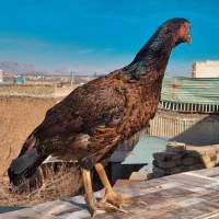 مرغ وخروس|حیوانات مزرعه|فولادشهر, زاینده رود|دیوار