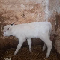 دوراس گاوشیری باگوساله|حیوانات مزرعه|اردبیل, |دیوار