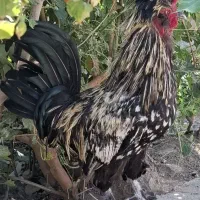 خروس و مرغ محلی|حیوانات مزرعه|شیراز, گویم|دیوار