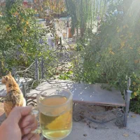 استخدام رستوران