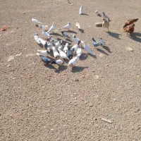 ۵۰ یا۶۰تا‌کفتر‌درجه‌یک‌پرشی‌وبازی‌دار