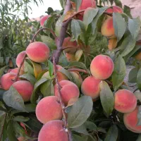 باغ|فروش دفتر صنعتی، کشاورزی، تجاری|گهواره, |دیوار