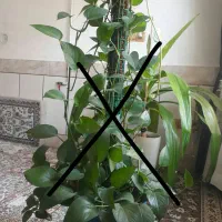 گل ذرتی شاداب|گل و گیاه طبیعی|شیراز, شهرک مهدی‌آباد|دیوار
