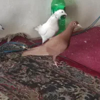 کفتر هوایی|پرنده|مشهد, شهید معقول|دیوار