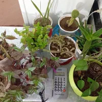 گل و گیاه شاداب