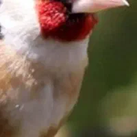 ماده سهره آماده راه به راه