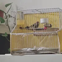 سهره|پرنده|مشهد, جاهد شهر|دیوار