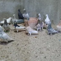 دسته سرور ۱۸تایی|پرنده|ارژن, |دیوار